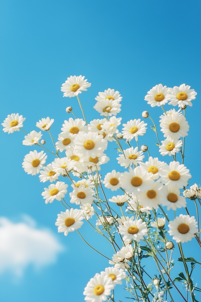 Bellis Perennis