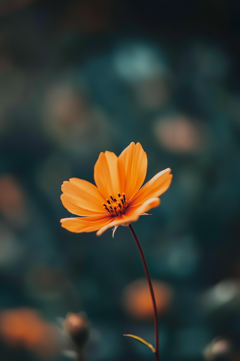 Calendula Officinalis